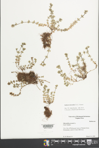 Sherardia arvensis image