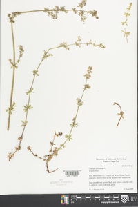 Galium sylvaticum image