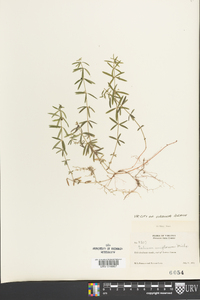 Galium uniflorum image