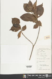 Gardenia jasminoides image