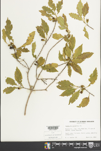 Guettarda elliptica image