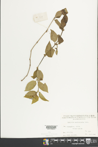 Hedyotis auricularia image