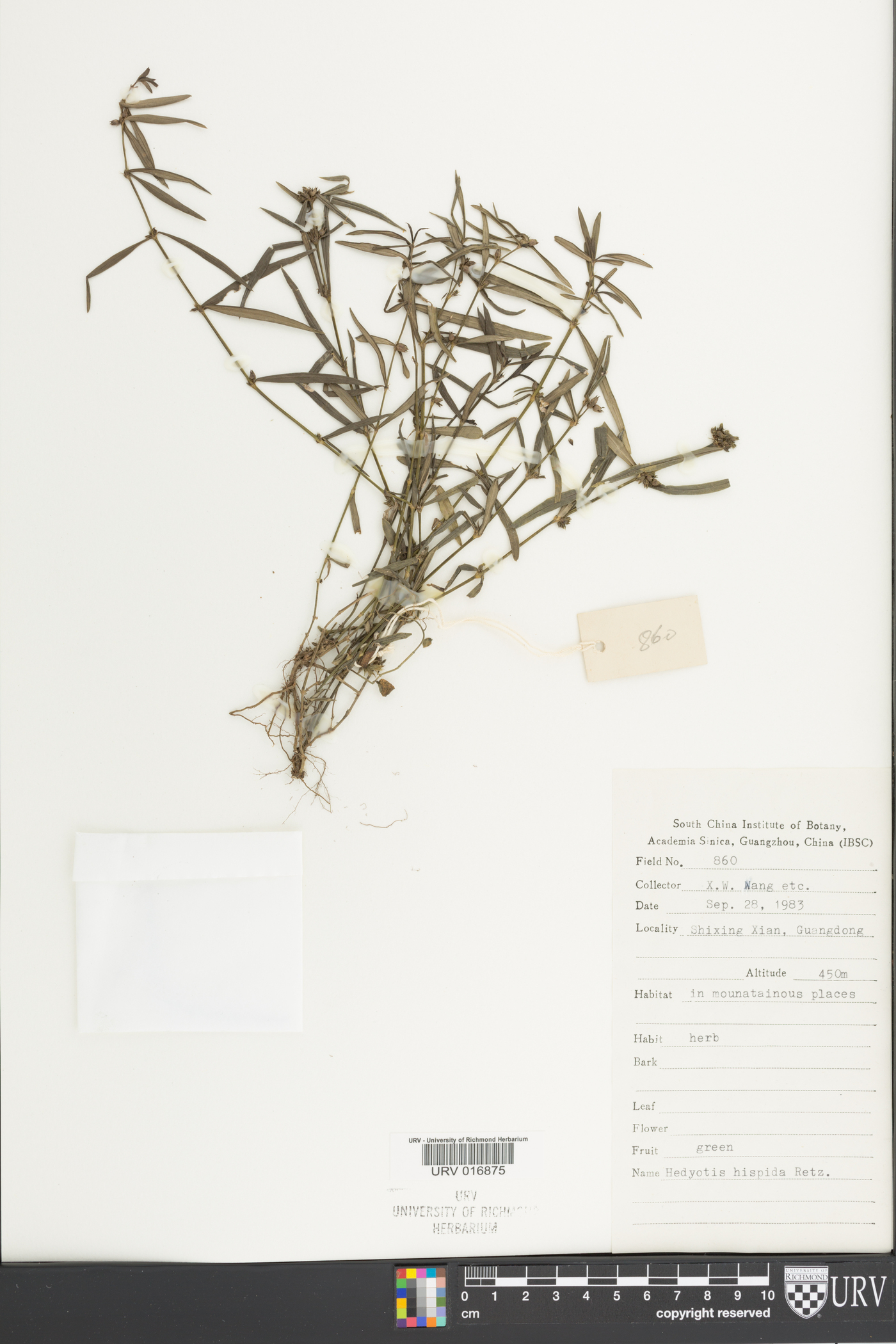 Scleromitrion verticillatum image