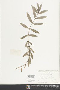 Scleromitrion verticillatum image