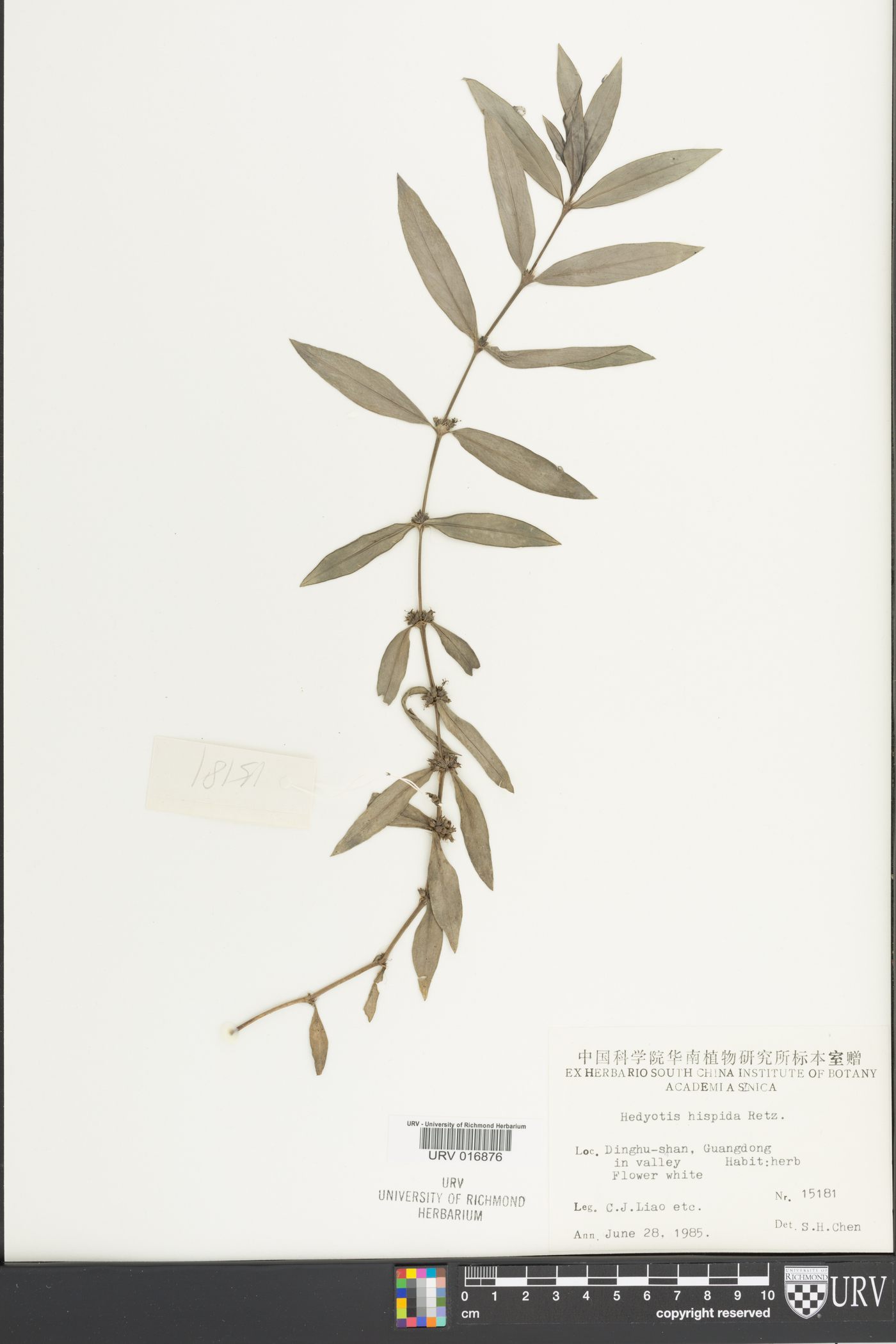 Scleromitrion verticillatum image
