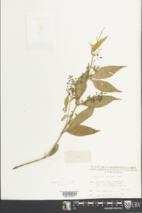 Oldenlandia matthewii image