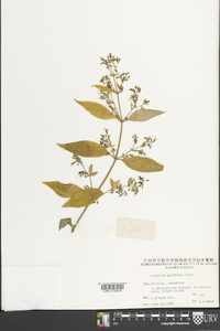 Oldenlandia matthewii image
