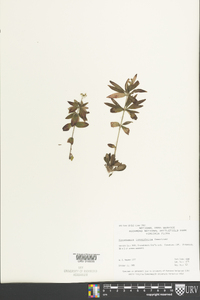 Houstonia longifolia image