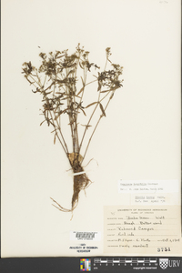 Houstonia longifolia image