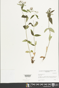 Houstonia purpurea image