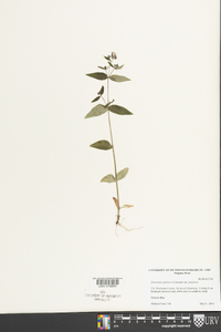 Houstonia purpurea image