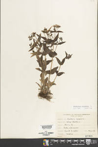 Houstonia purpurea image