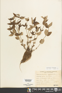 Houstonia purpurea image