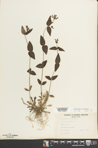 Houstonia purpurea image