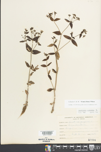 Houstonia purpurea image