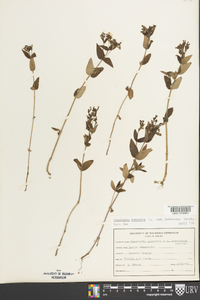 Houstonia purpurea var. pubescens image