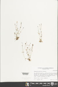 Houstonia pusilla image