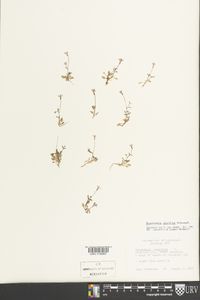 Houstonia pusilla image