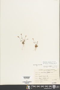 Houstonia pusilla image