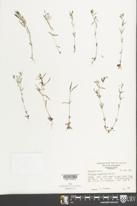 Houstonia tenuifolia image