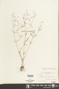 Houstonia tenuifolia image