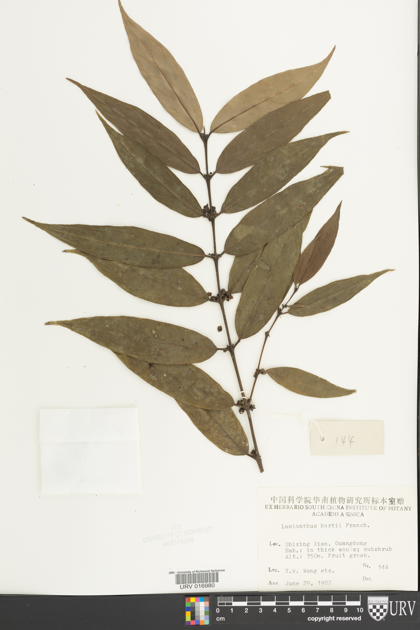 Lasianthus japonicus subsp. japonicus image