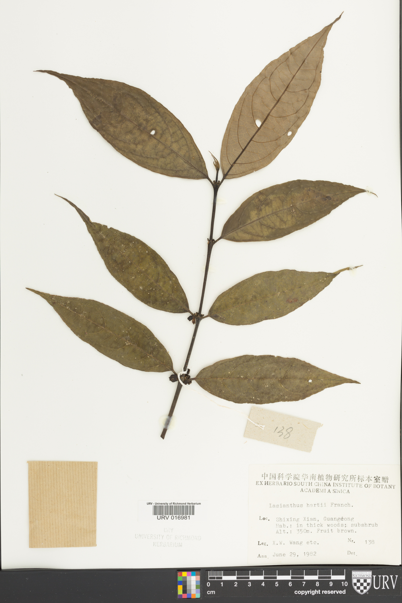 Lasianthus japonicus subsp. japonicus image