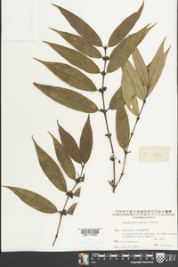 Lasianthus japonicus image