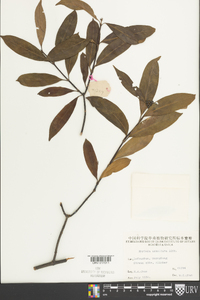 Morinda umbellata image