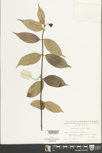 Mussaenda erosa image