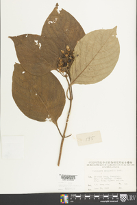 Mussaenda shikokiana image