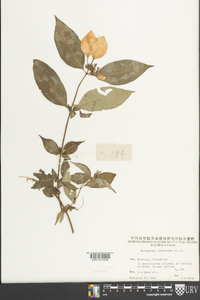 Mussaenda pubescens image