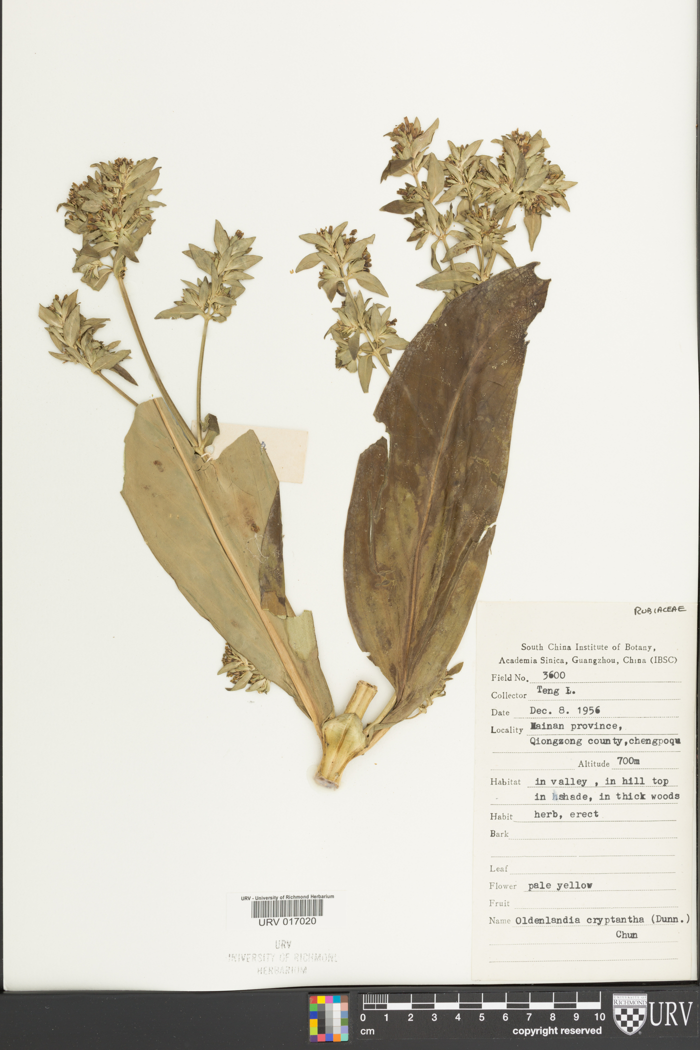 Hedyotis cryptantha image