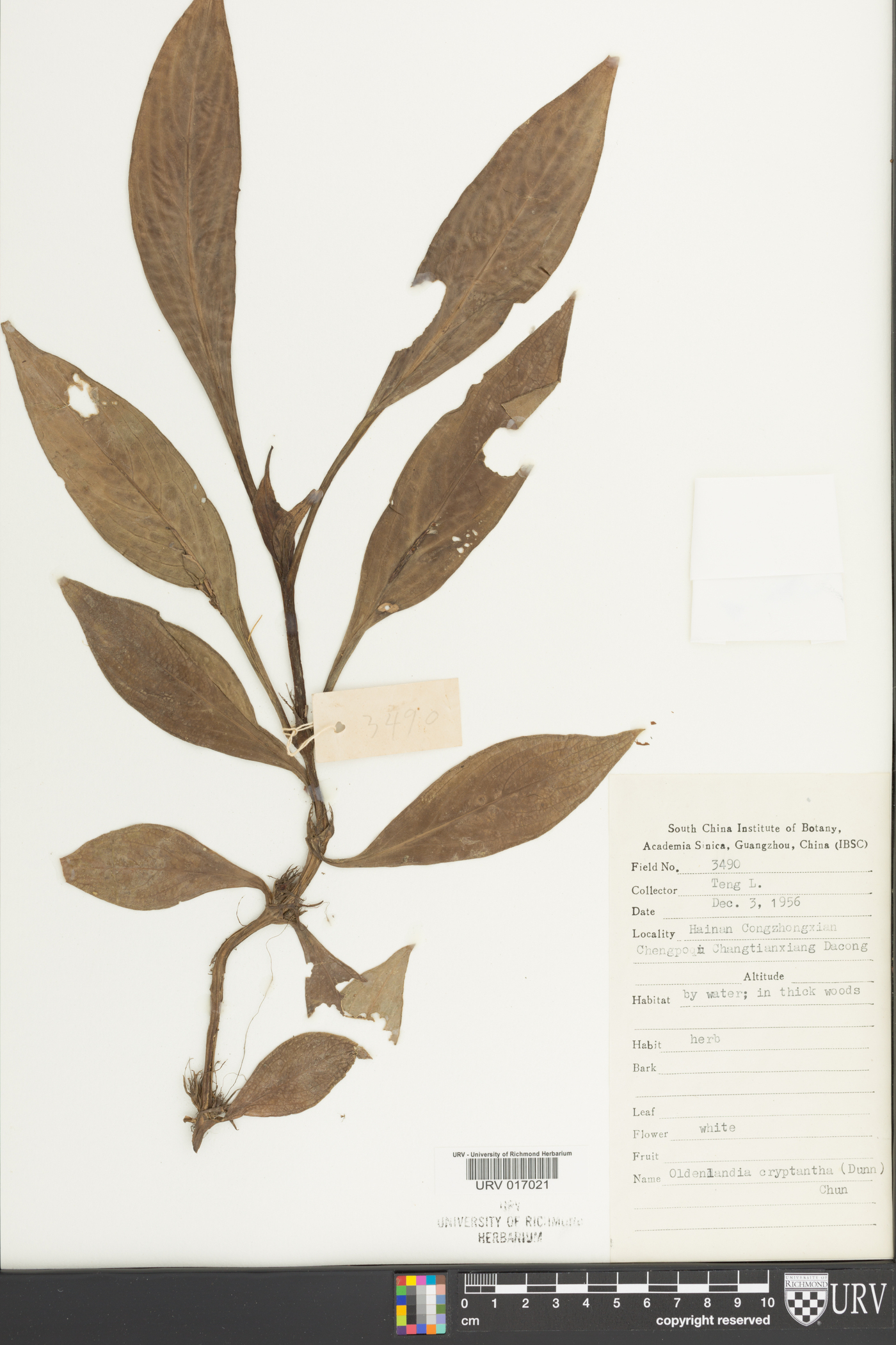 Hedyotis cryptantha image
