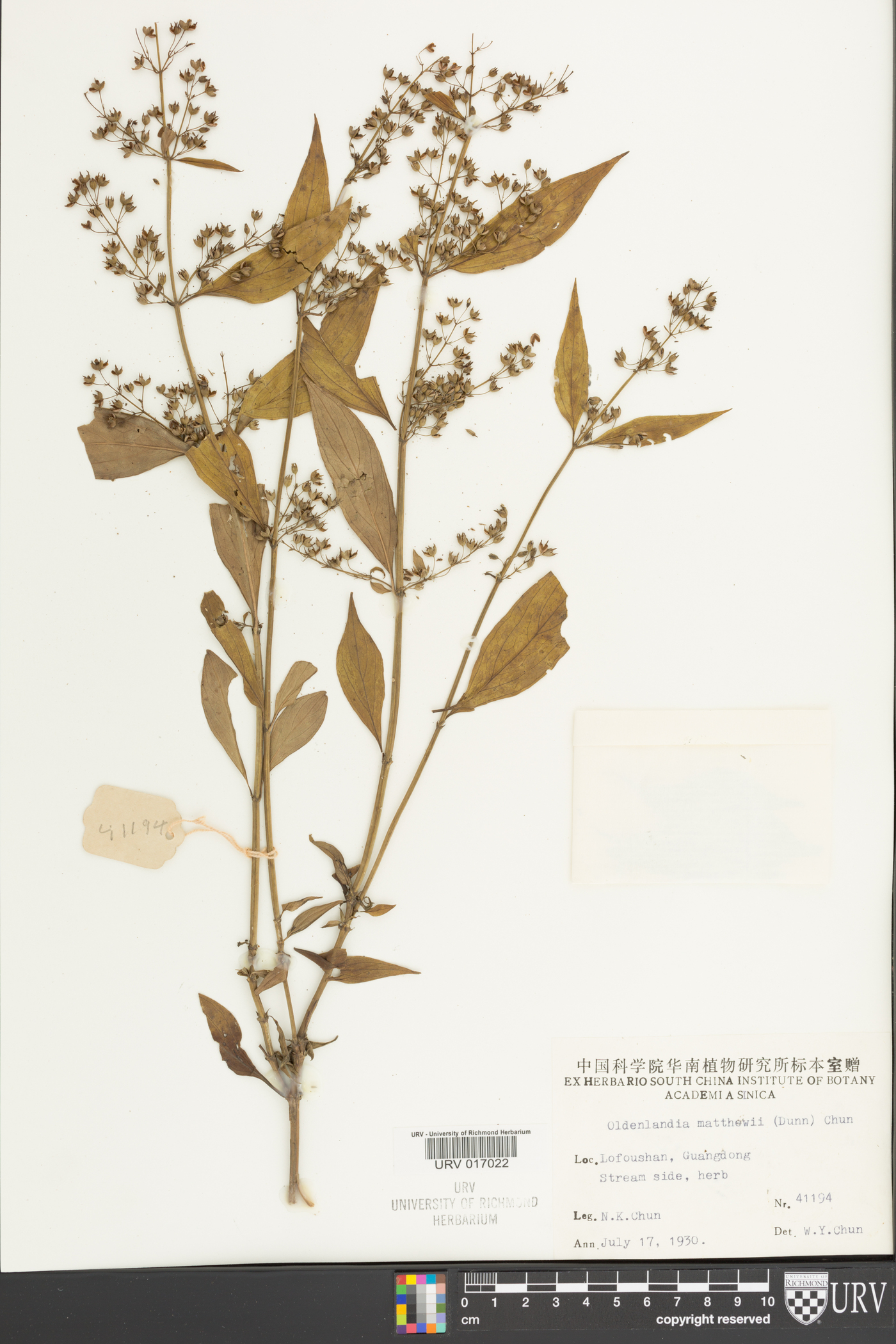 Oldenlandia matthewii image