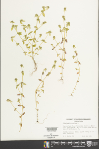 Oldenlandia uniflora image