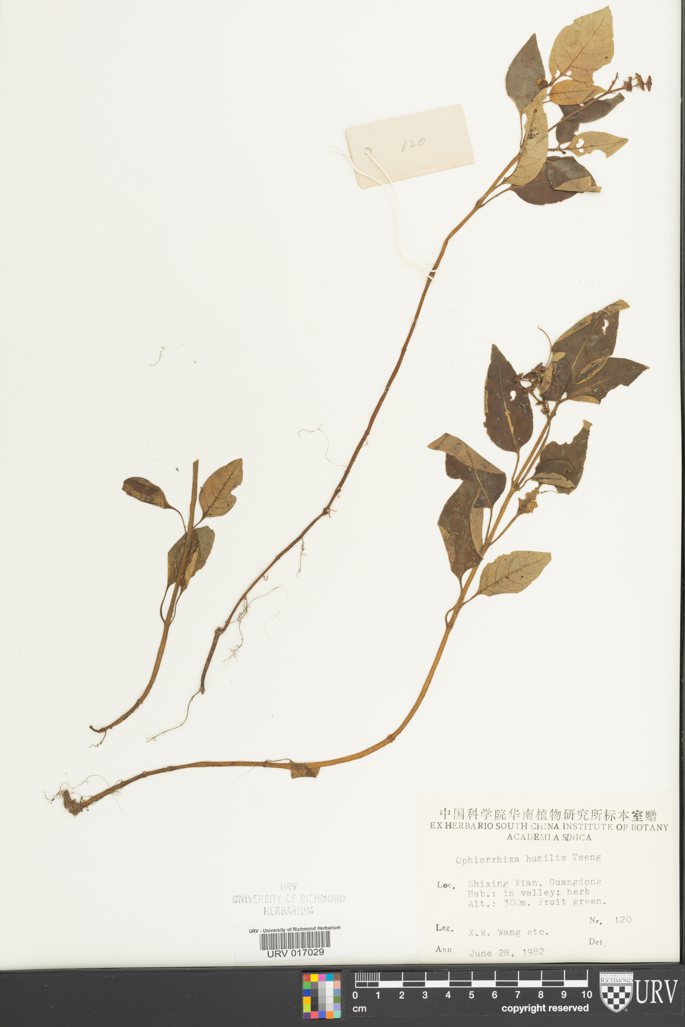 Ophiorrhiza pumila image