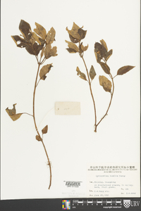 Ophiorrhiza pumila image