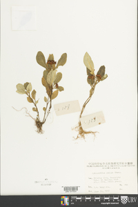 Ophiorrhiza pumila image