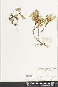 Ophiorrhiza pumila image