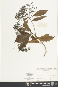Media resource of Pavetta arenosa