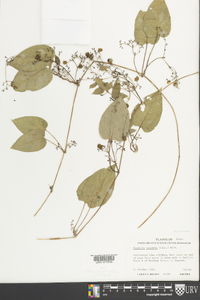 Paederia scandens image