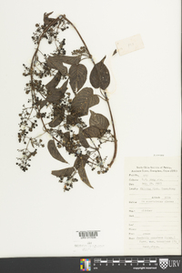 Paederia scandens image