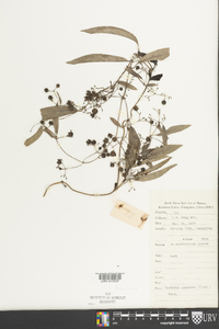 Paederia scandens image