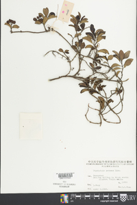 Psychotria serpens image