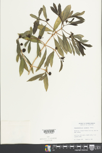 Psychotria undata image