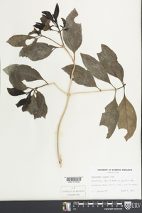 Psychotria undata image