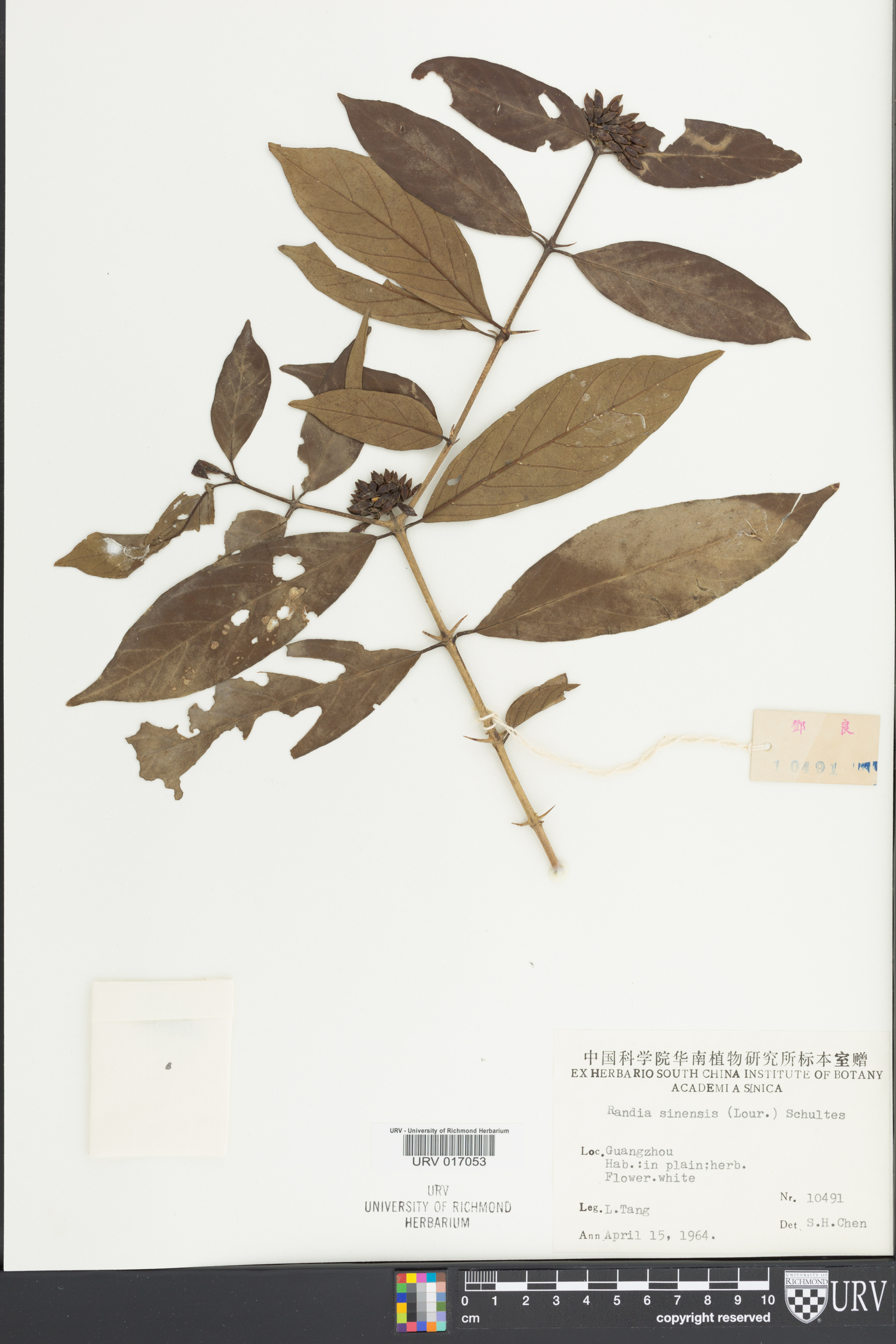 Benkara sinensis image