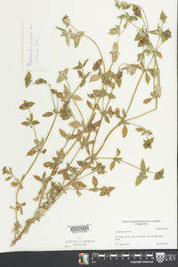 Richardia scabra image
