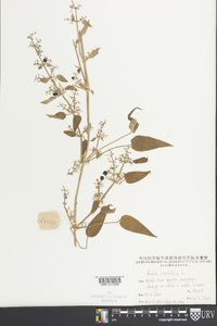 Rubia cordifolia image